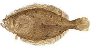 ACGP Annual Flounder Tournament